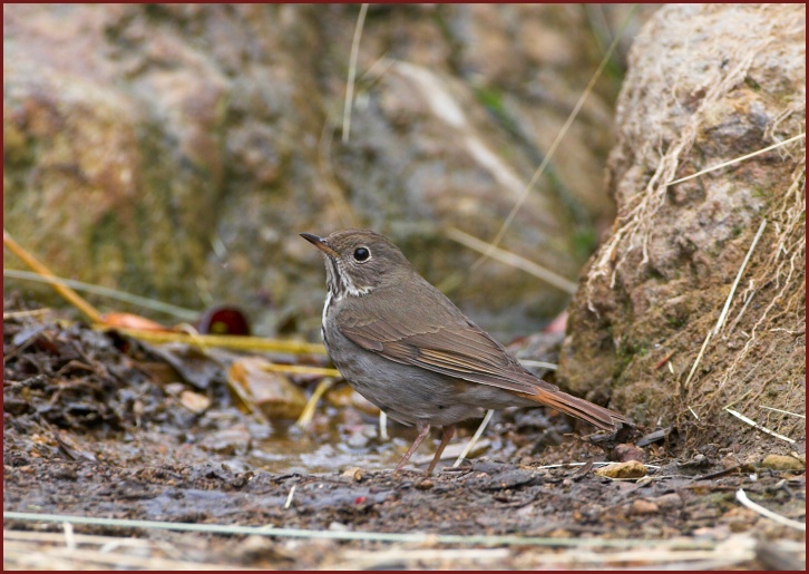 Hermit Thrush