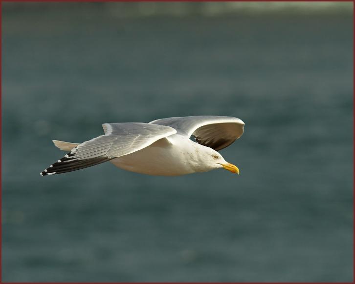 Herring Gull