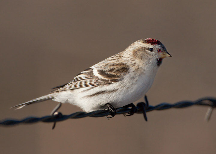 hoary redpoll