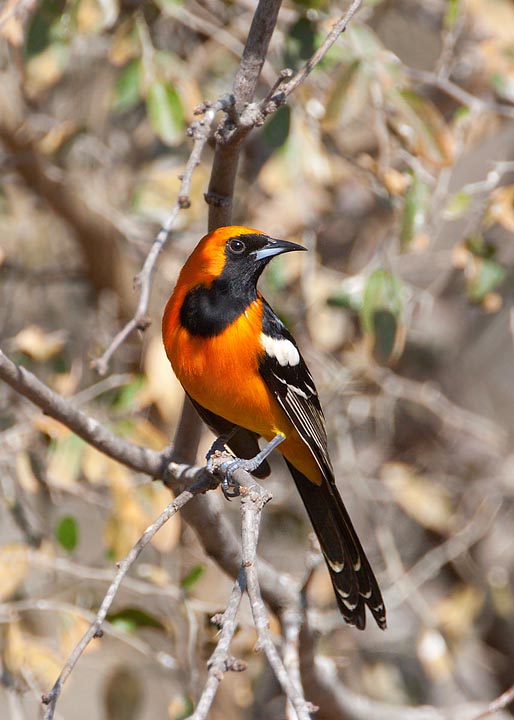 Hooded Oriole