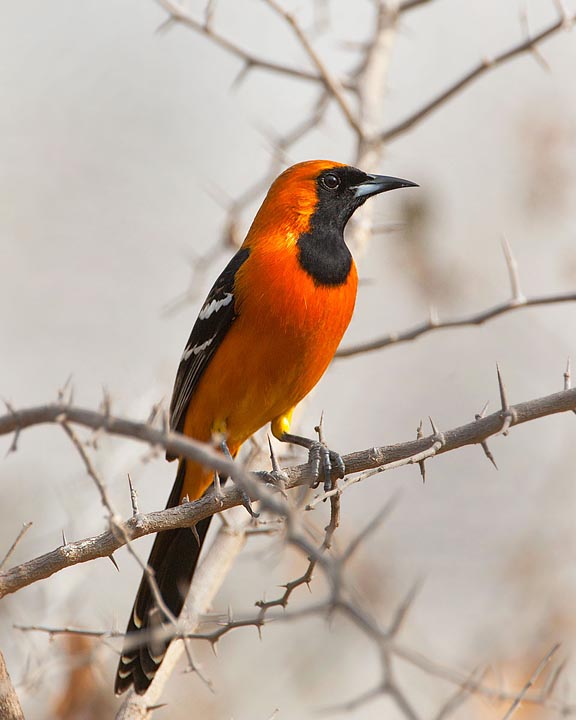 Hooded Oriole