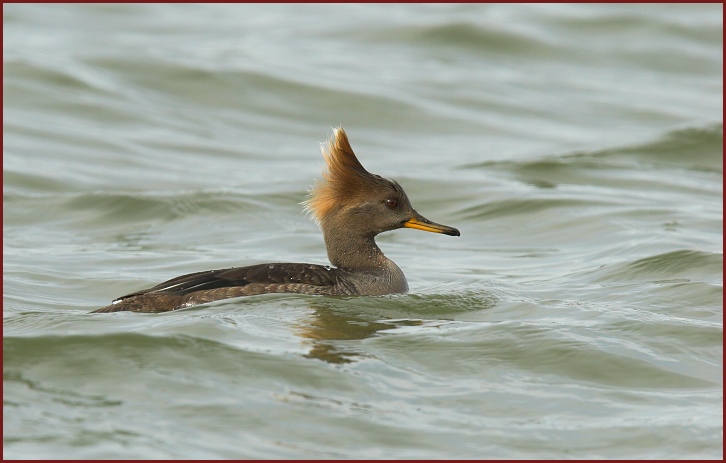 Hooded Merganser