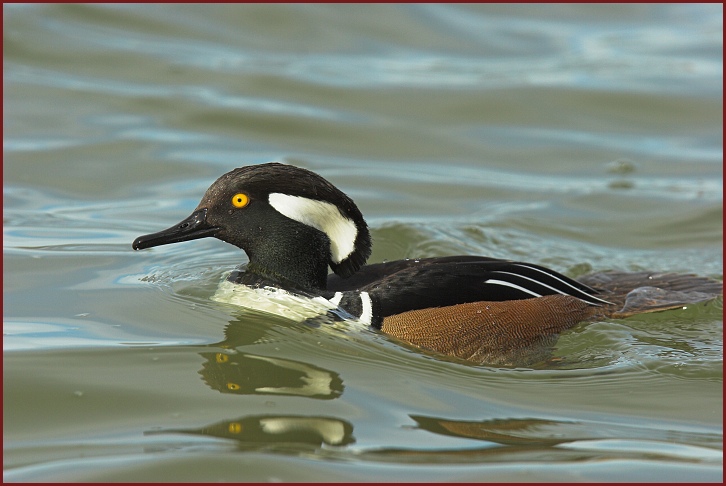 Hooded Merganser