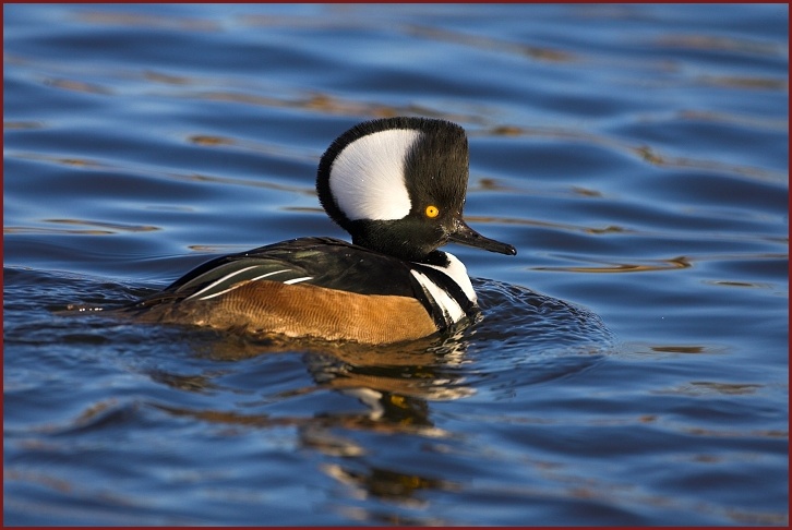 Hooded Merganser