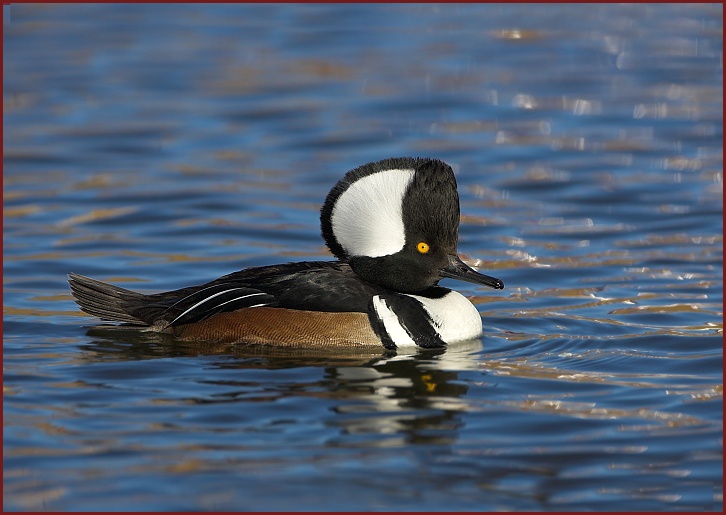 Hooded Merganser