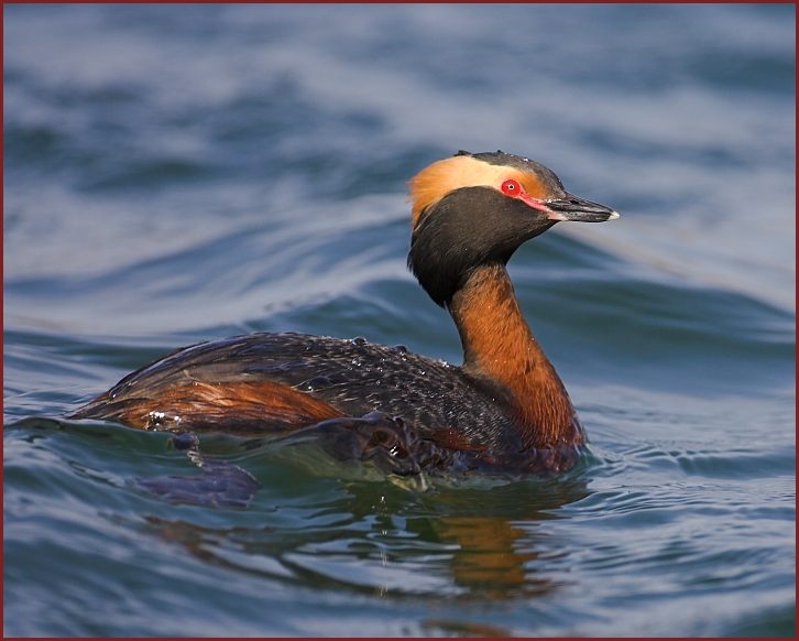 Horned Grebe