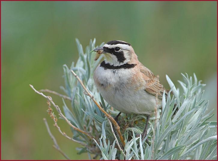 horned lark