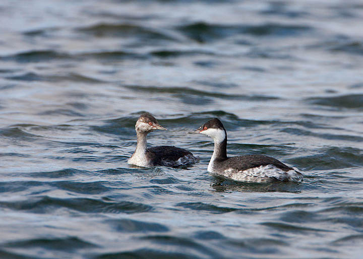 Horned Grebe