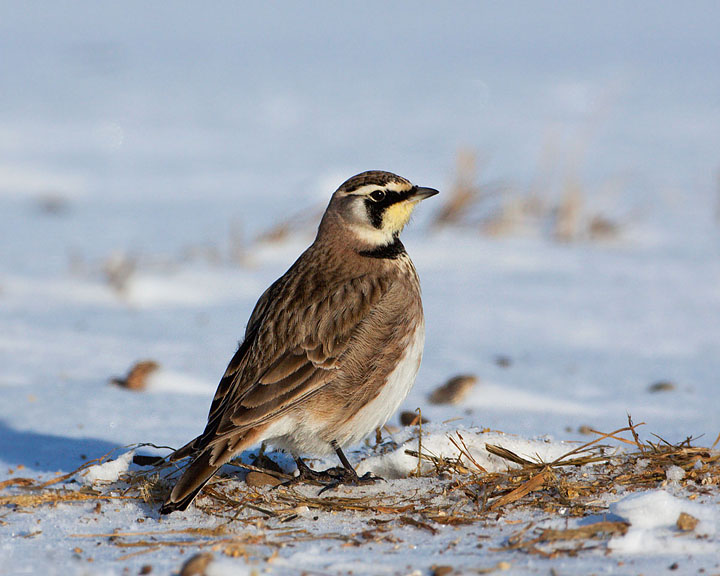 Horned Lark