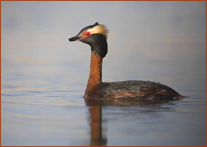 Horned Grebe