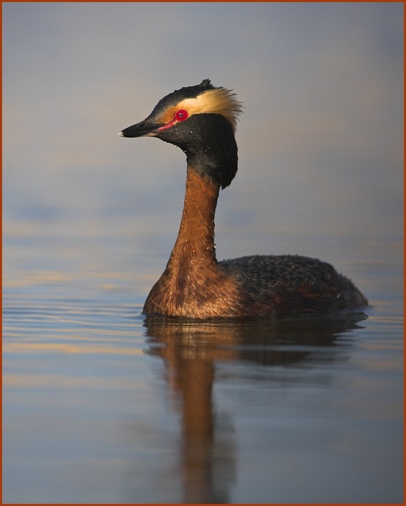 Horned Grebe