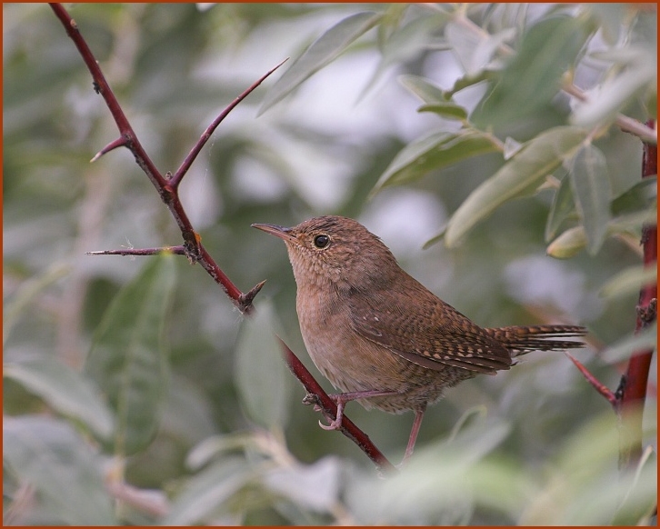 house wren