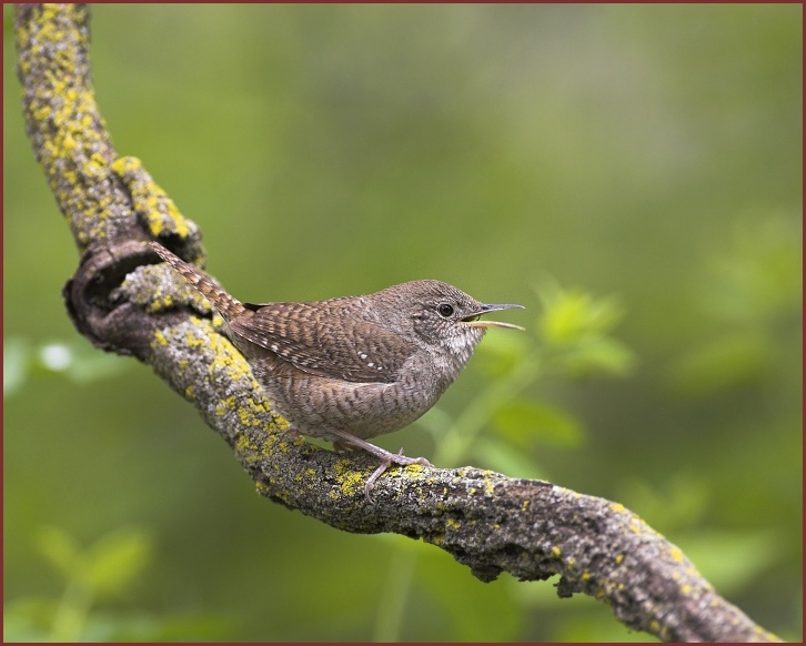 house wren