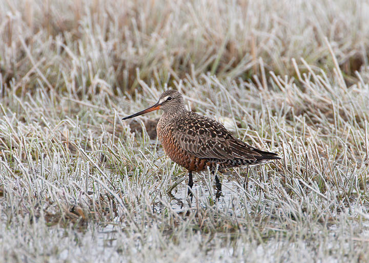 Hudsonian Godwit