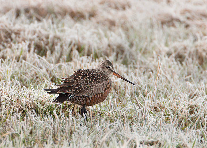 Hudsonian Godwit