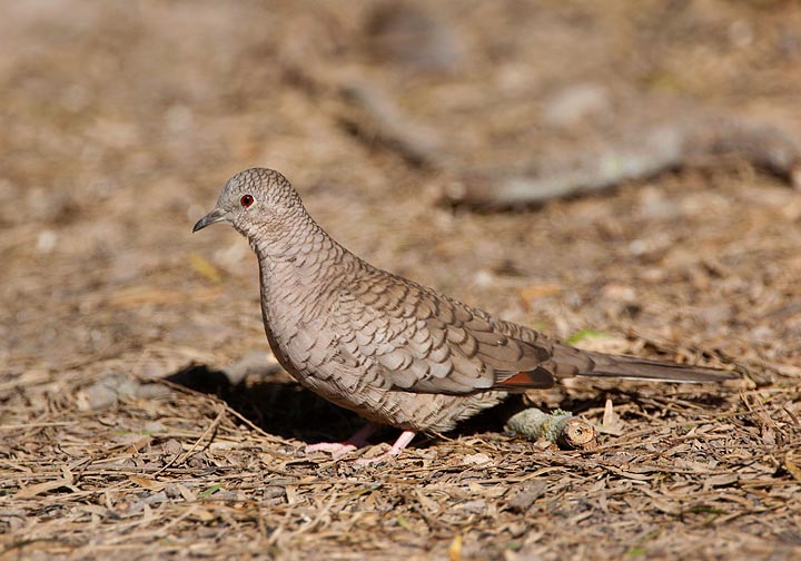 Inca Dove