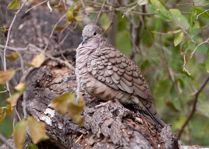 Inca Dove