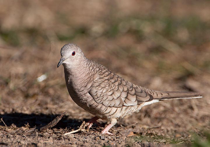 Inca Dove