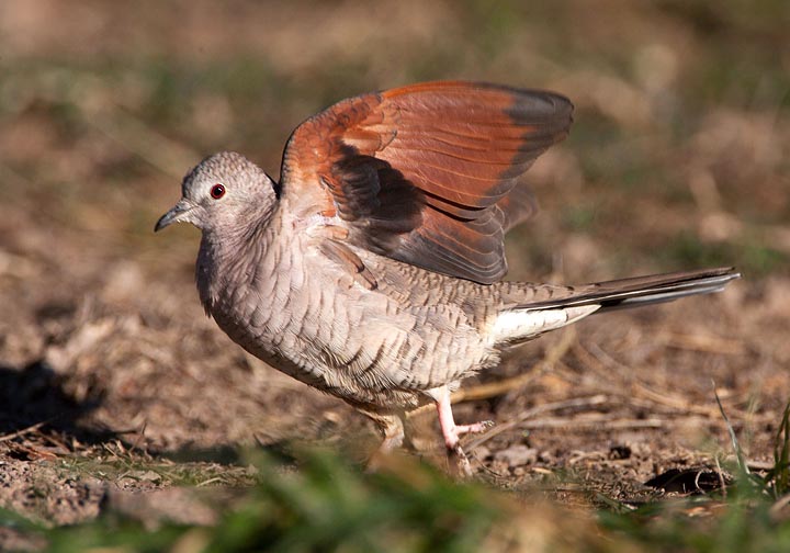 Inca Dove