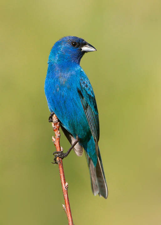 indigo bunting