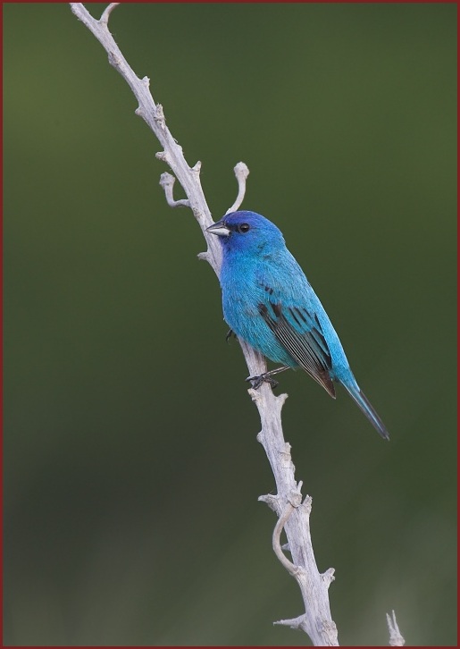 indigo bunting