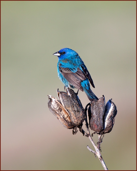 Indigo Bunting