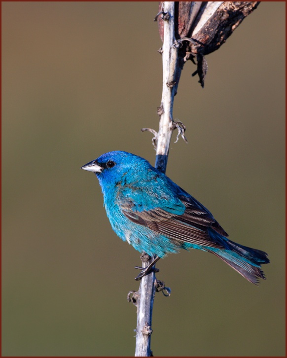 Indigo Bunting