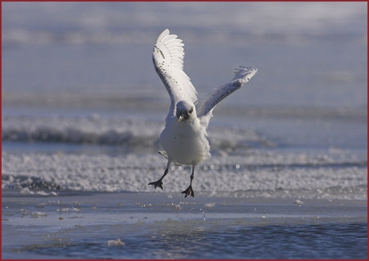 ivory gull