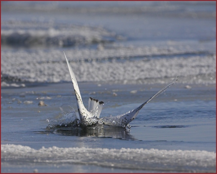 ivory gull