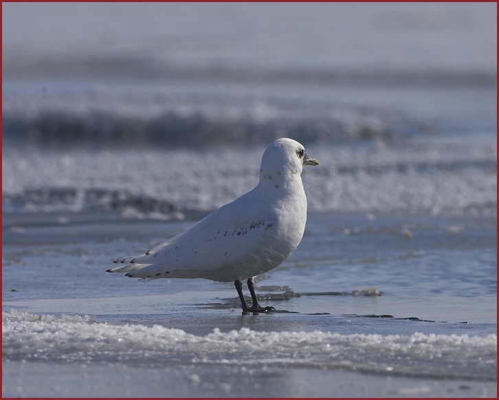 ivory gull