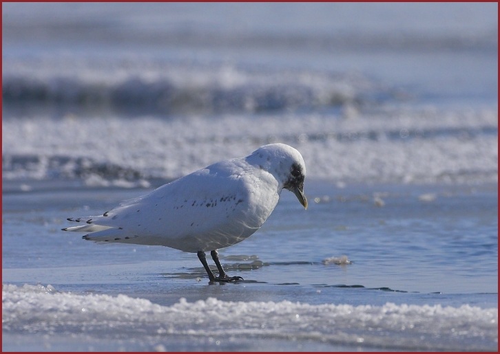 ivory gull