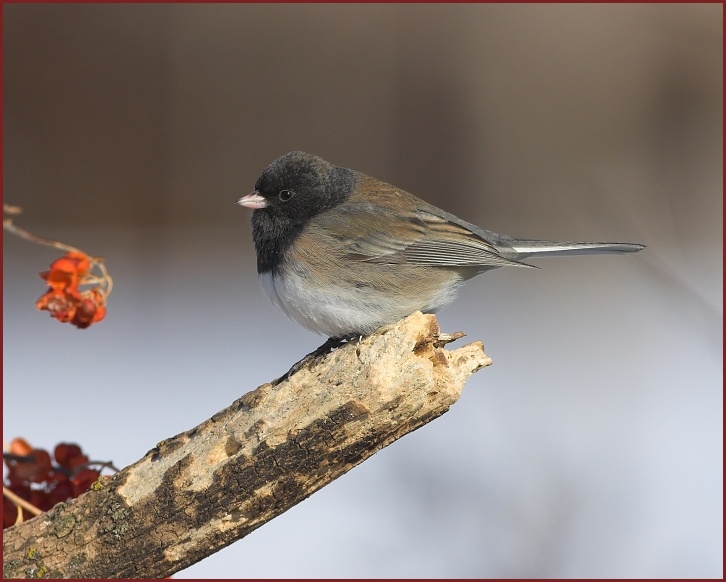 dark-eyed junco