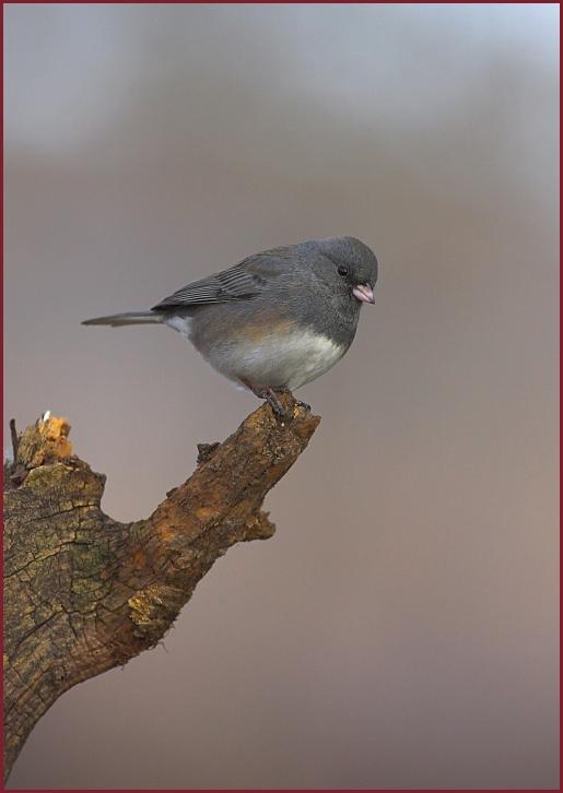 dark-eyed junco