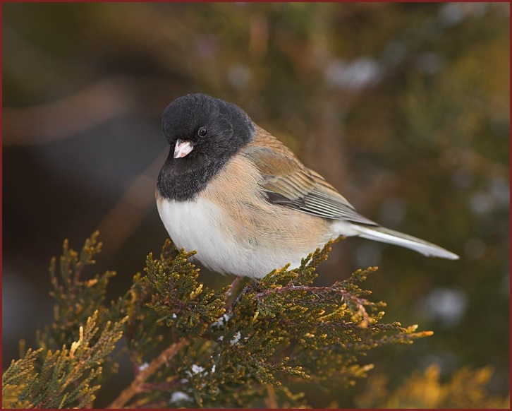 dark-eyed junco