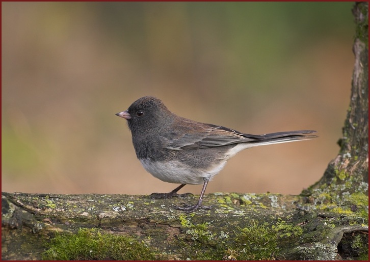 dark-eyed junco