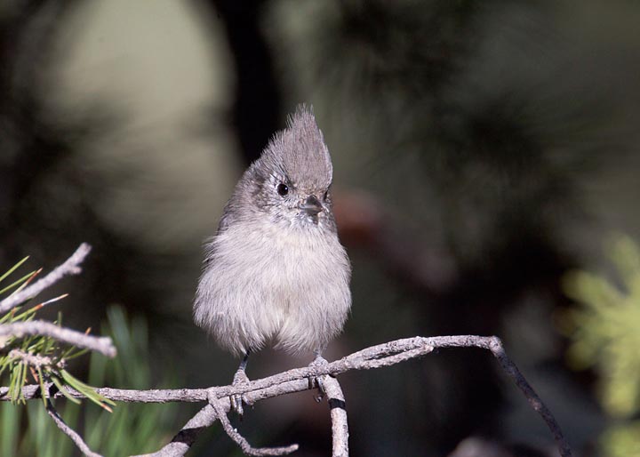 Juniper Titmouse