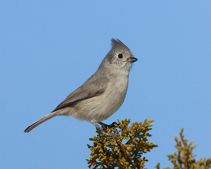 juniper titmouse