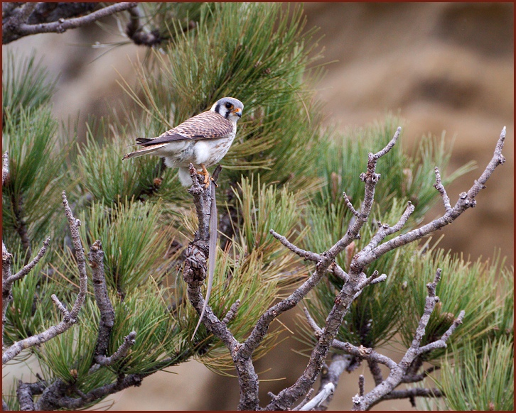 American Kestrel with snake