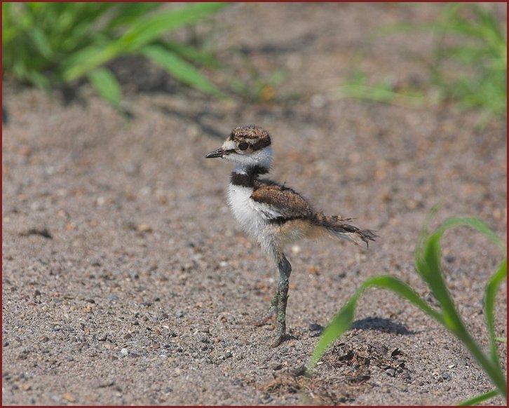 killdeer chick