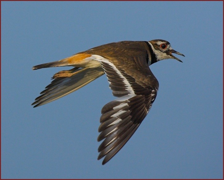 killdeer