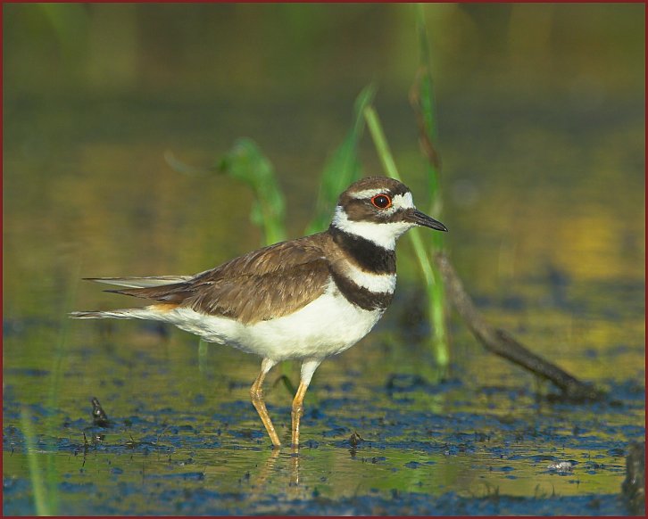 killdeer