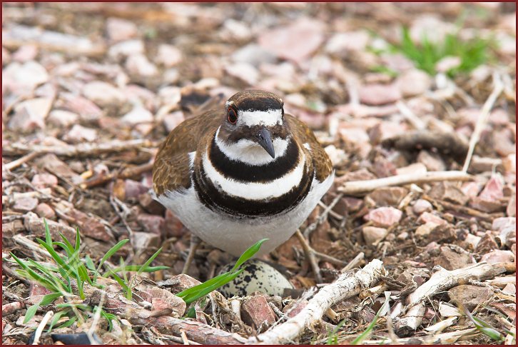 killdeer