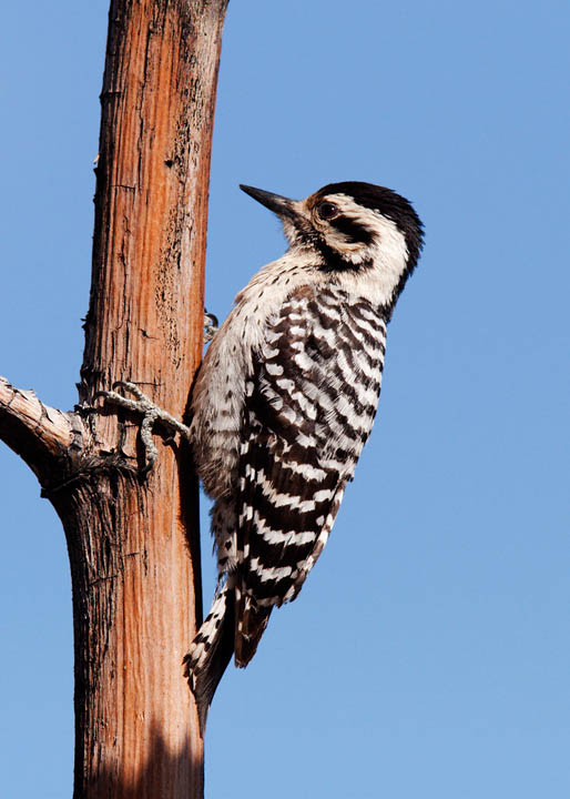 ladder-backed woodpecker