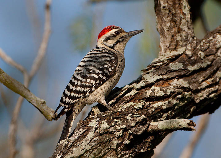 ladder-backed woodpecker