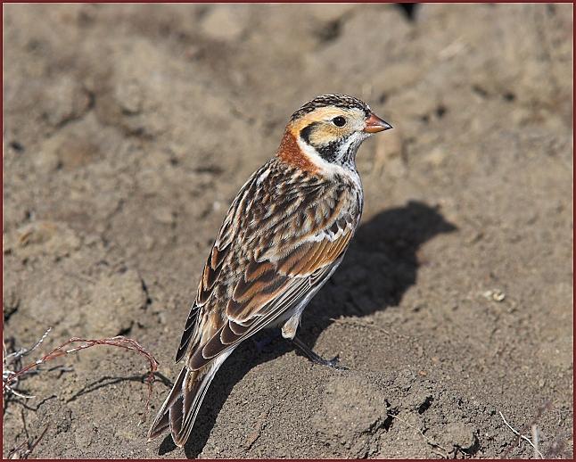 lapland longspur