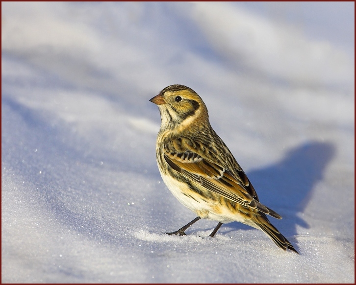 Lapland Longspur