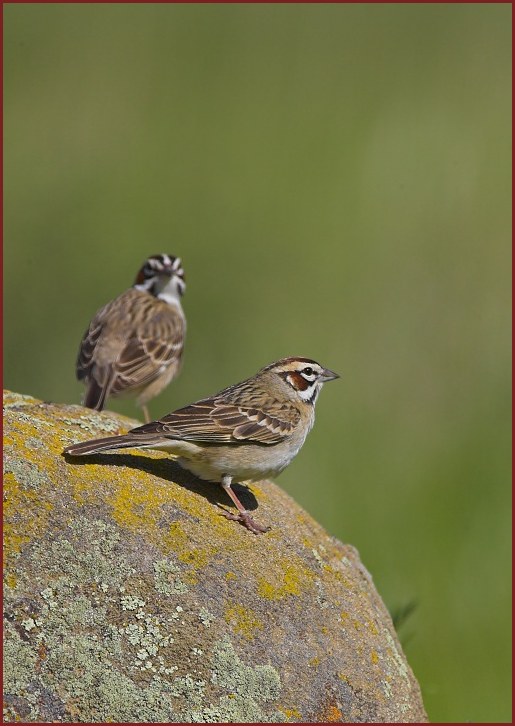 lark sparrow