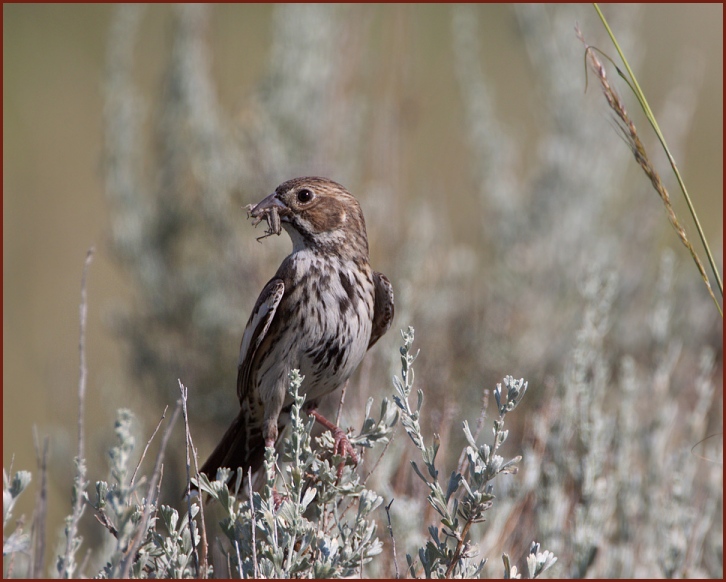 lark bunting