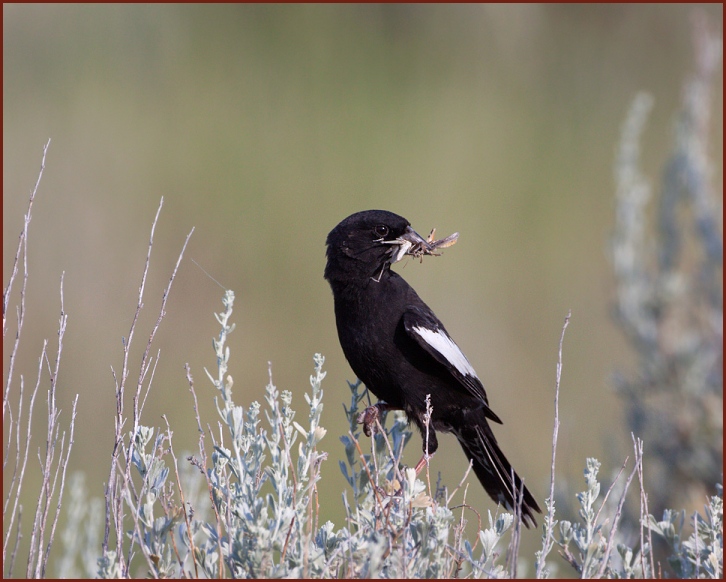 lark bunting