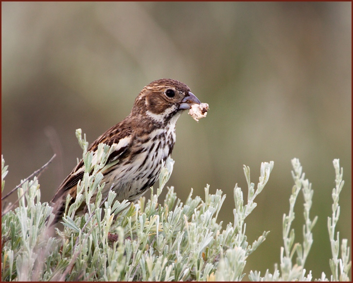 lark bunting fecal sac